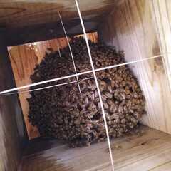 日本みつばちの群れのみ