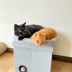 【里親様決定】黒猫男の子&茶トラ女の子