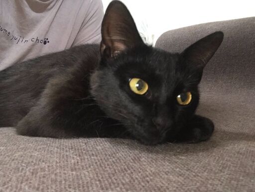 交渉中 生後半年の黒猫くんです ユリ 坂ノ市の猫の里親募集 ジモティー