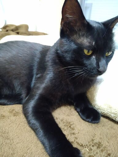交渉中 生後半年の黒猫くんです ユリ 坂ノ市の猫の里親募集 ジモティー