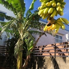 バナナ　苗