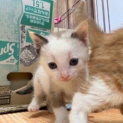 （お話中）生後1ヶ月の子猫ちゃん達です。 - 京都市