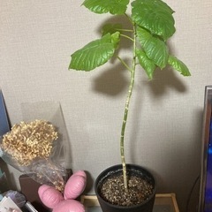 (値下げ!!)観葉植物 ウンベラータ