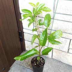 【熱帯植物】トケイソウ・パッションフルーツの苗