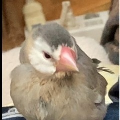 文鳥が迷子になっています！