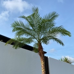 極上(幹高)フェニックスロベレニー 