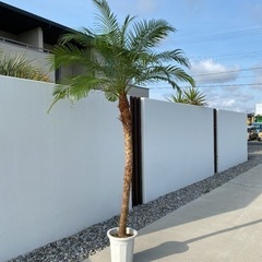 極上(幹高)フェニックスロベレニー 