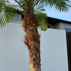 極上(幹高)フェニックスロベレニー 