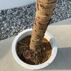 極上(幹高)フェニックスロベレニー 