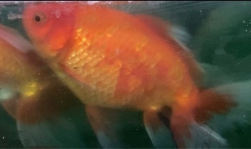 ジャンボオランダ獅子頭　明二才　目測20センチ　2万円