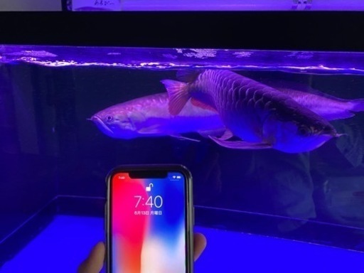 高品質 ブラックアロワナ 約60cm 