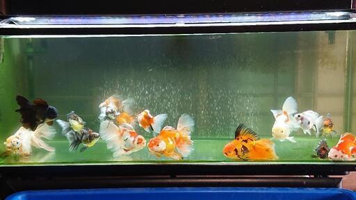 金魚 ハーフムーンテールオランダ