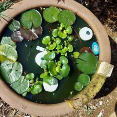 メダカの産卵ように布袋草あげます。