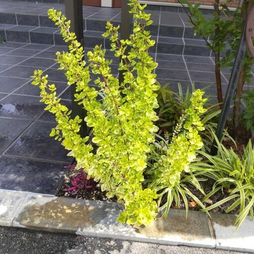 オレガノマルゲリータ たいやき 南草津の家具の中古あげます 譲ります ジモティーで不用品の処分