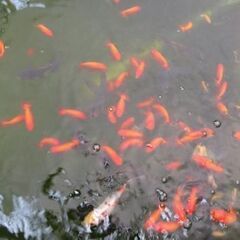 池飼育　金魚　ランチュウ　らんちゅう