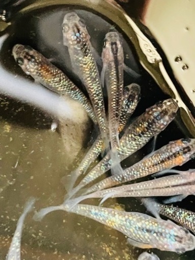 オーロラ黄黒 オーロラブラックラメ 稚魚 メダカ Ni2 下鴨生のその他の中古あげます 譲ります ジモティーで不用品の処分 オーロラ黄黒 オーロラブラックラメ 稚魚 メダカ Ni2 下鴨生のその他の中古あげます 譲ります ジモティーで不用品の処分