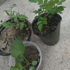 トマト苗&タチアオイ苗、ﾊﾟﾌﾟﾘｶ、ミニバラ ガーデン …