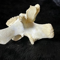 熊の脊椎の骨