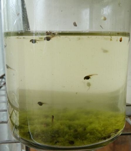 自然採取 餌用 オタマジャクシ40匹前後 フットルース 横浜のその他の中古あげます 譲ります ジモティーで不用品の処分