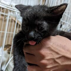 生後2ヶ月の黒猫ちゃんです。