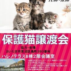 【さいたま市】6/19（日）ハレノテラス保護猫譲渡会