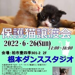 【柏市】6/26（日）根本ダンススタジオ保護猫譲渡会