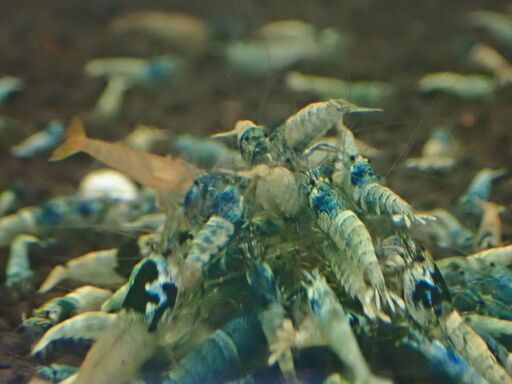 T-22 ターコイズシュリンプ レッドファンシータイガー各10匹