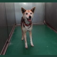 【兵庫県】【犬】神戸市 迷子犬 迷い犬 迷子の犬が保護されています 