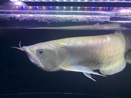 シルバーアロワナ　45〜50cm 綺麗な個体