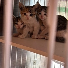 子猫3匹　キジ三毛猫、パステル三毛猫