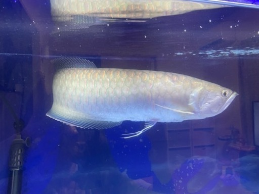 ブラックアロワナ(40cm±) - 魚銀座m8堂＆リベルめだか