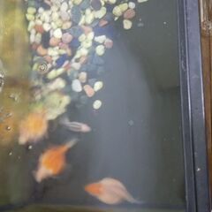 金魚(ピンポンパール)３匹、江戸錦(フナ色)２匹