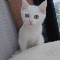 ★ご家族が決まりました😊★生後2.5ヵ月甘えん坊な白猫ちゃん🐈