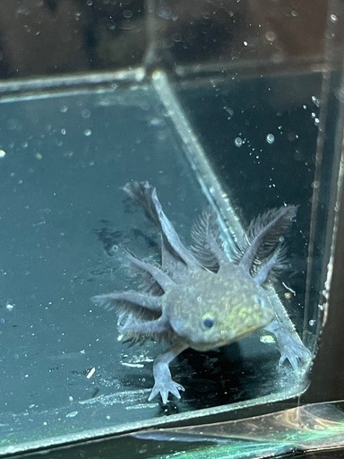 アンダーソンサラマンダー　ブラック