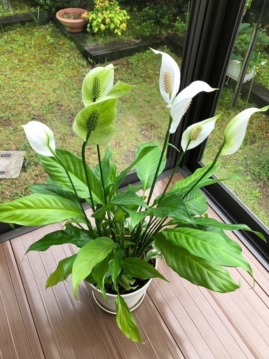 スパティフィラム花7本寄せ植えガーデニング観葉植物