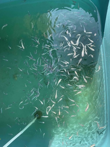 幹之メダカフルボディ稚魚 若魚サイズ1匹80円 あーろん 野江内代のその他の中古あげます 譲ります ジモティーで不用品の処分 幹之メダカフルボディ稚魚 若魚サイズ1匹80円 あーろん 野江内代のその他の中古あげます 譲ります ジモティーで不用品の処分