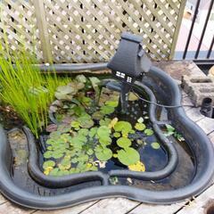 樹脂製　成型池　訳あり　　ビオトープ　庭用池　水生生物　水生植物