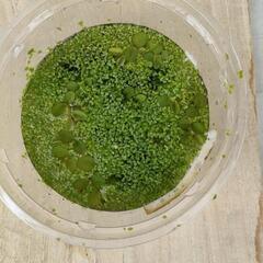 ミジンコ浮草とアマフロ水草Mix。