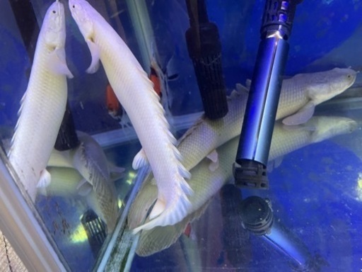 プラチナ＊ポリプステルスセネガル 20cmくらい？ 7月末まで