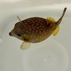 【ネット決済・配送可】海水魚　ハコフグ　生体　約13-15㎝　/...