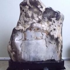 珪化木 木の化石 56kg 台座付き 鑑賞石 天然石 原石 鉱物 北海道