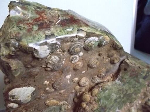 鑑賞石 45kg 台座付き 玉髄 貝 貝殻 天然石 原石 鉱物 北海道 置物