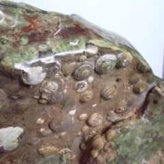 鑑賞石 45kg 台座付き 玉髄 貝 貝殻 天然石 原石 鉱物 北海道 置物