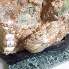 鑑賞石 45kg 台座付き 玉髄 貝 貝殻 天然石 原石 鉱物 北海道 置物