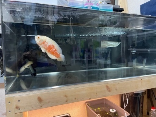 1200水槽、浄水器、濾過器、ヒーター　 1200水槽、浄水器、濾過器、ヒーター 【公式通販】