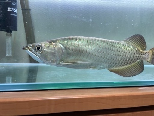 ノーザンバラムンディ熱帯魚　水槽　古代魚　大型魚　アロワナ
