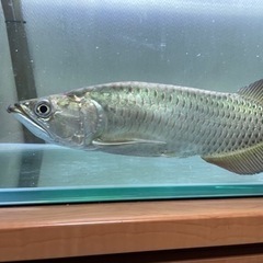 香川県の古代魚 その他の中古が安い！激安で譲ります・無料であげます｜ジモティー