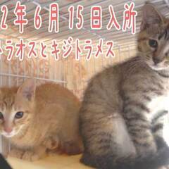 2022年6月15日入所茶トラと麦わらキジトラの子猫の兄妹の里親...