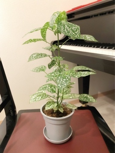 観葉植物　ヒポエステス　40cm　グレーカラーの3.5号の鉢と受け皿付き