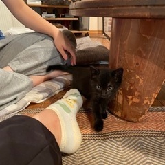 黒猫くんの里親募集！ − 神奈川県